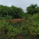 for Sale
6 plots together (3250sqt) Igode town /  C of O